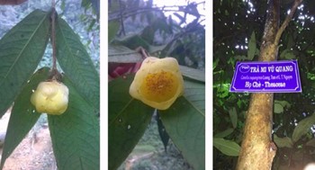 Phát hiện hai loài thực vật mới ở Vườn quốc gia Vũ Quang