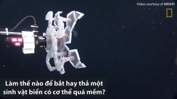Robot bắt sinh vật biển sâu bằng lồng chứa mềm