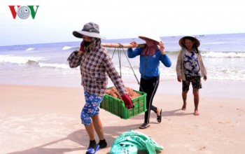 Ngư dân Quảng Trị trúng đậm mùa ruốc biển