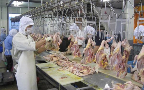 Xuất khẩu gà sang Nhật Bản: Thành công từ chuỗi liên kết giá trị