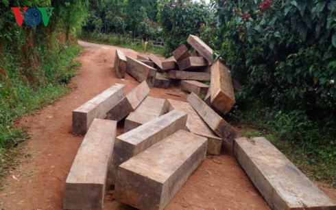 Phát hiện hơn chục khối gỗ lậu ngay trên đường làng