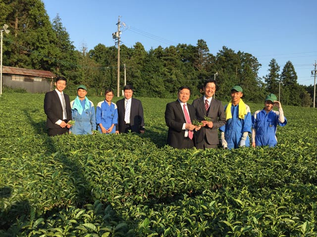 Doanh nghiệp của Nhật dạy nghề trồng chè cho nông dân Việt Nam