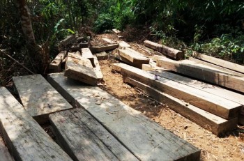 Thuê người khai thác gỗ trái phép với giá 200 nghìn đồng/ngày