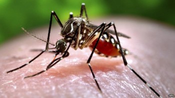 Phát hiện muỗi tại Việt Nam nhiễm vi rút Zika