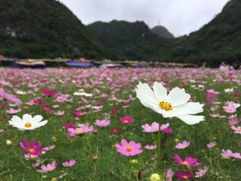 Những hình ảnh tuyệt đẹp của thung lũng Bắc Sơn mùa hoa nở