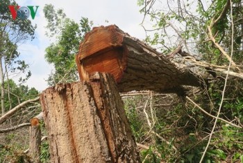 Bình Thuận: Rừng Tà Cú bị “xẻ thịt” lấy đất trồng thanh long