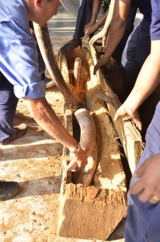 Phát hiện gần 500 kg ngà voi được giấu tinh vi trong các khúc gỗ