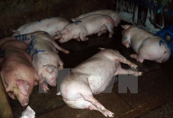 Yêu cầu đình chỉ hoạt động cơ sở giết mổ lợn trái phép tại Hà Tĩnh