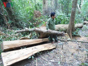 Chỉ đạo điều tra xử lý nghiêm vụ phá rừng Vĩnh Thạnh tại Bình Định