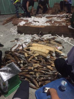 Lại phát hiện gần nửa tấn ngà voi cất giấu trong gỗ