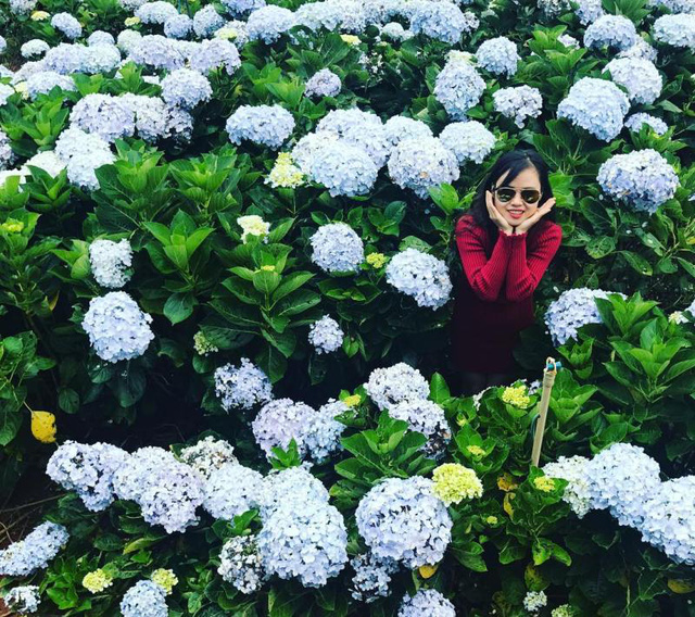 Check - in tại cánh đồng hoa cẩm tú cầu đẹp ngất ngây ở Đà Lạt
