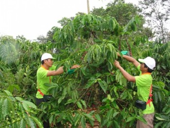 Ngành cà phê Việt Nam hướng đến xuất khẩu 6 tỉ USD