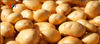 Nhập khẩu khoai tây Pháp không ảnh hưởng xấu đến thị trường trong nước
