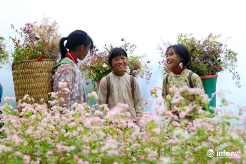 Đến Hà Giang, đừng quên đến 5 địa điểm ngắm hoa tam giác mạch đẹp nhất mùa này