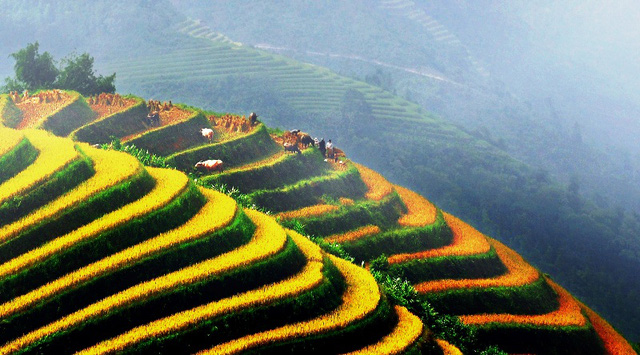 Ruộng bậc thang Việt Nam vào danh sách cảnh quan "đẹp đến khó tin"