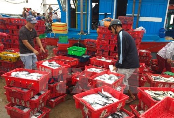 Việt Nam nỗ lực khắc phục sự cố “thẻ vàng” về khai thác hải sản