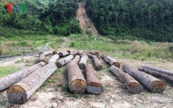 Tham nhũng trong bảo vệ rừng: Sai quá lâu nên mặc định là đúng