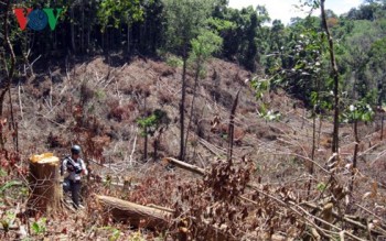 Khó giám định thiệt hại, xử lý trách nhiệm sai phạm ở Ban quản lý rừng