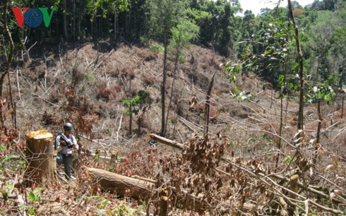 Rừng vẫn mất, tiền bảo vệ rừng bị chính Ban quản lý trục lợi