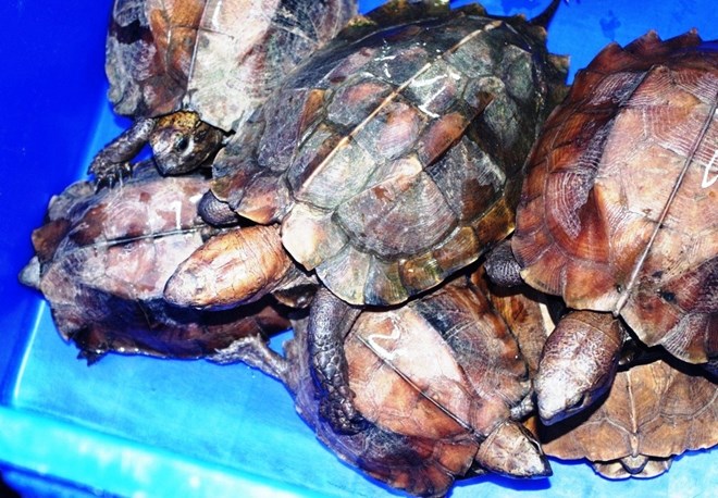 Cục Kiểm lâm lên tiếng vụ 'phù phép' rùa quý hiếm thành rùa gây nuôi