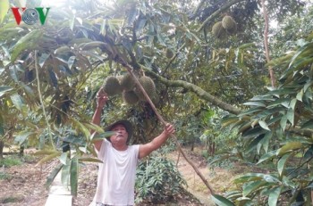 Thương lái ngừng mua trái sầu riêng, nhà vườn “kêu cứu”