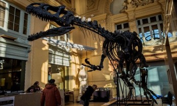 Bộ xương khủng long 135 triệu năm trị giá 1,2 triệu USD