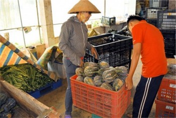 Sản xuất rau an toàn tại Sơn La cho doanh thu 386 tỷ đồng mỗi năm