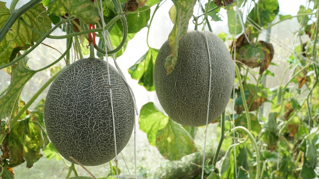 [Photo] Đa dạng trong phát triển cây ăn quả ở Võ Nhai