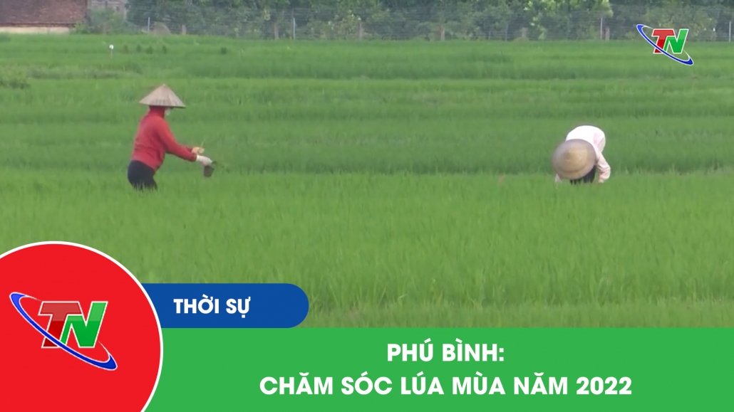 Phú Bình: chăm sóc lúa mùa năm 2022