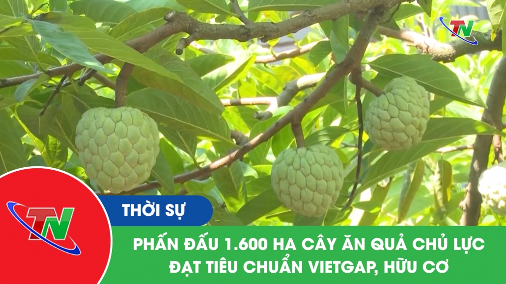 Phấn đấu 1.600 Ha cây ăn quả chủ lực đạt tiêu chuẩn Vietgap, hữu cơ