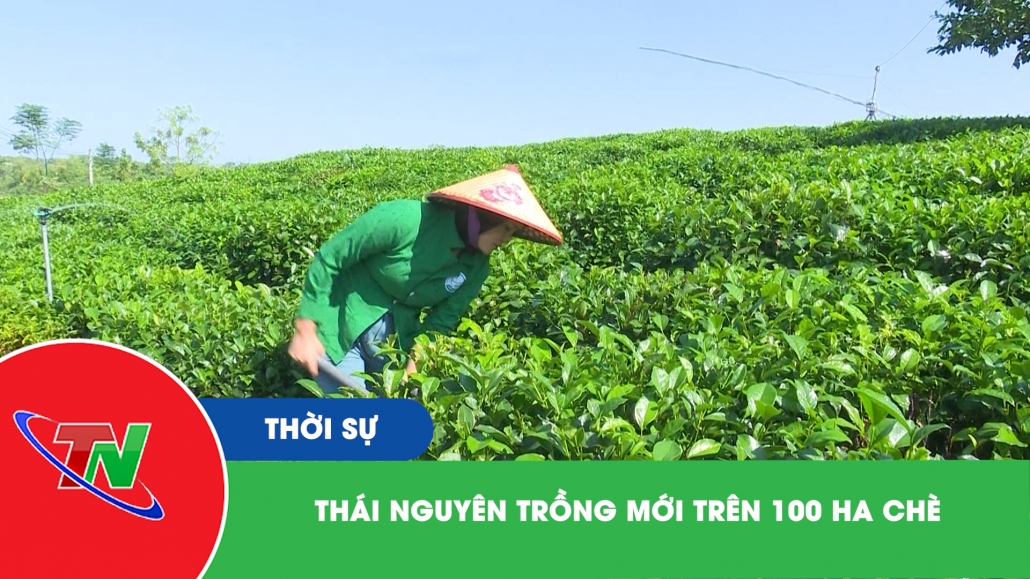 Thái Nguyên trồng mới trên 100 ha chè