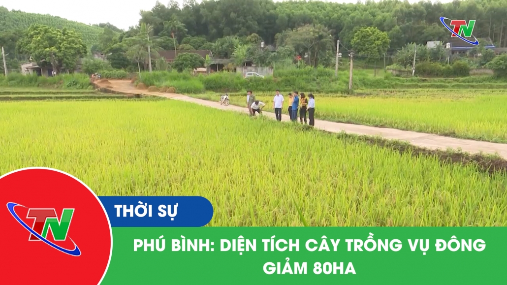 Phú Bình: diện tích cây trồng vụ đông giảm 80ha