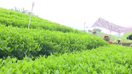 Increasing economic value of tea trees