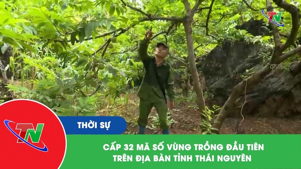 Cấp 32 mã số vùng trồng đầu tiên trên địa bàn tỉnh Thái Nguyên