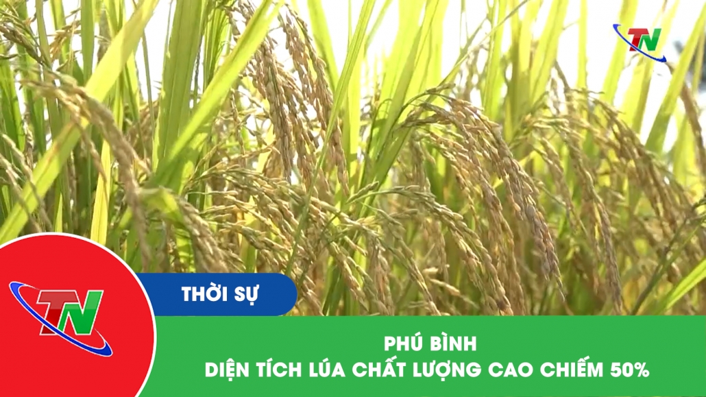 Phú Bình: Diện tích lúa chất lượng cao chiếm 50%