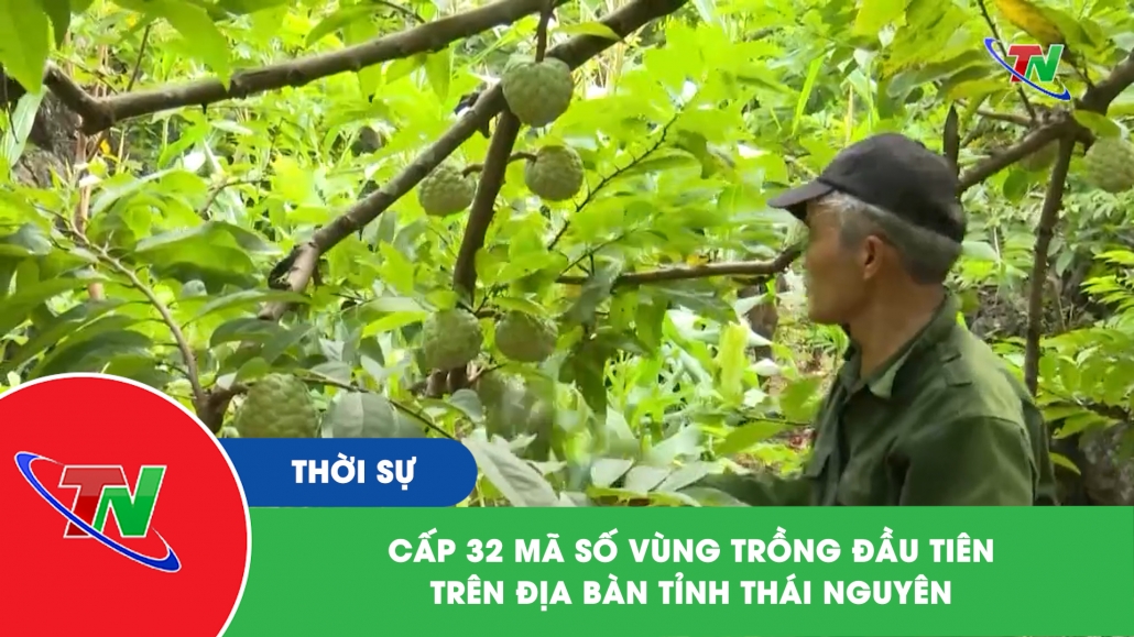 Cấp 32 mã số vùng trồng đầu tiên trên địa bàn tỉnh Thái Nguyên