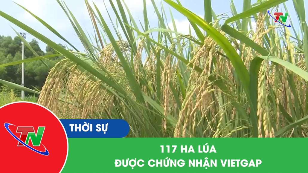 117 Ha lúa được chứng nhận VietGap