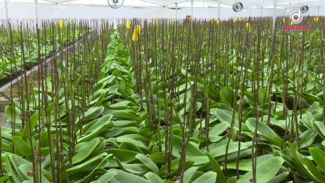 高工艺应用的兰花种植——智能农业的可持续方向