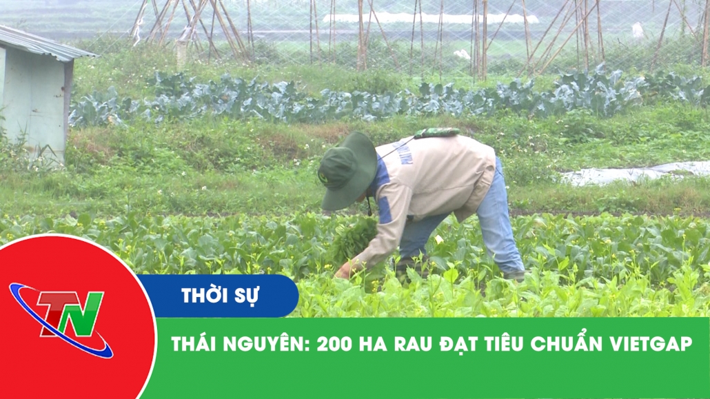 Thái Nguyên: 200 ha rau đạt tiêu chuẩn VietGap