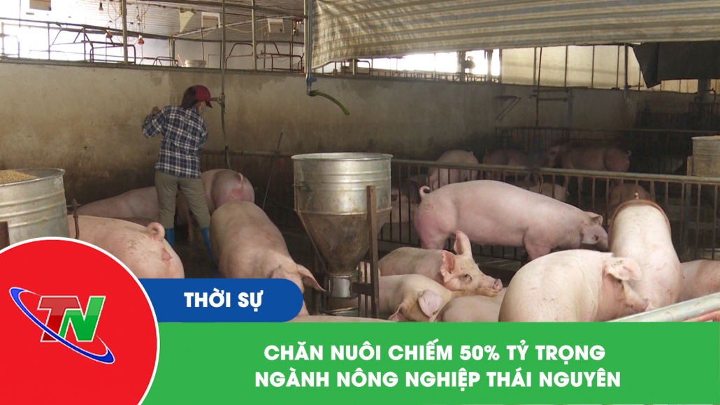 Chăn nuôi chiếm 50% tỷ trọng ngành nông nghiệp Thái Nguyên