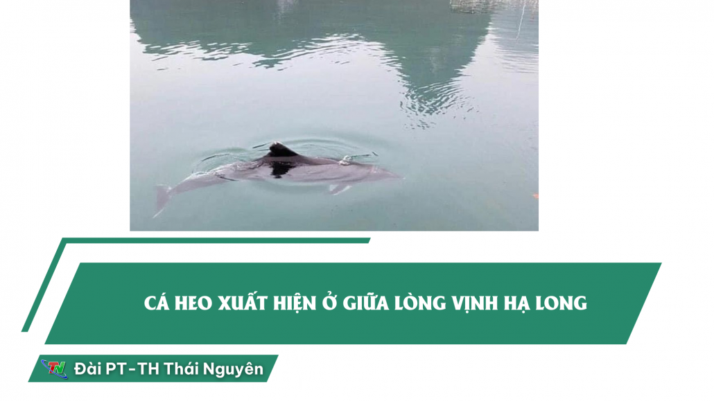 Liên tục xuất hiện cá heo ở các vùng biển tỉnh Quảng Ninh