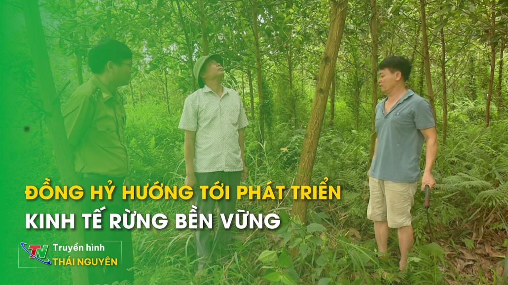 Đồng Hỷ hướng tới phát triển kinh tế rừng bền vững – Nông nghiệp, nông thôn Thái Nguyên 17/4/2024
