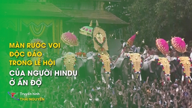 Màn rước voi độc đáo trong lễ hội của người Hindu ở Ấn Độ | Bản tin Trong nước và Quốc tế ngày 22/4