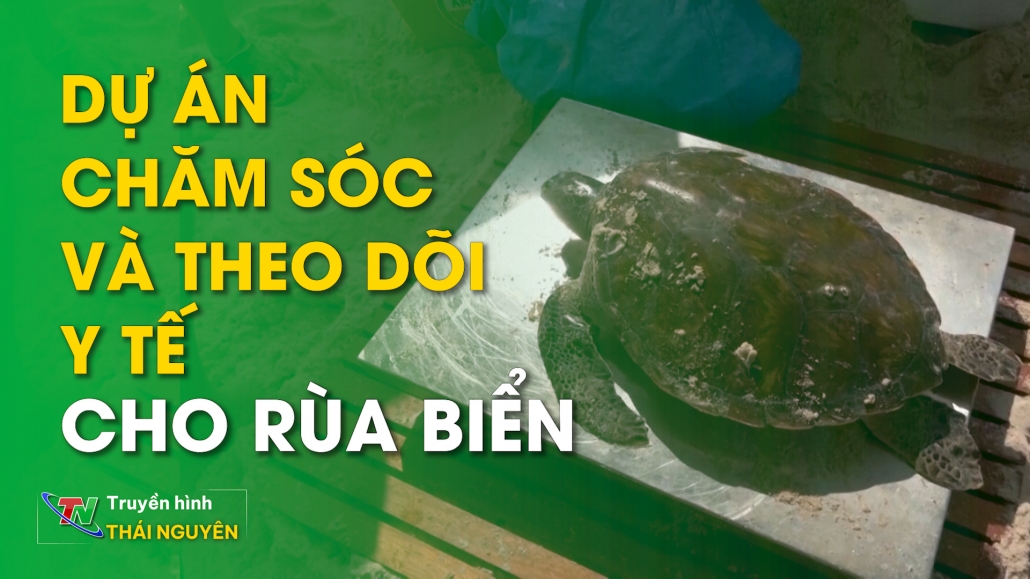 Dự án chăm sóc và theo dõi y tế cho Rùa biển – Từ Thái Nguyên nhìn ra thế giới 27/04/2024