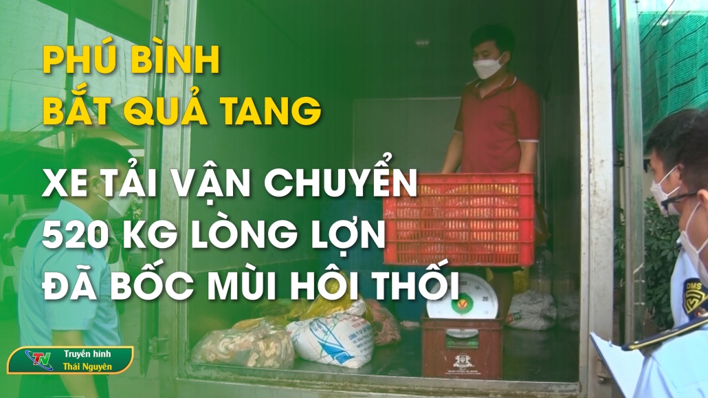 Phú Bình: Bắt quả tang xe tải vận chuyển 520 kg lòng lợn đã bốc mùi hôi thối