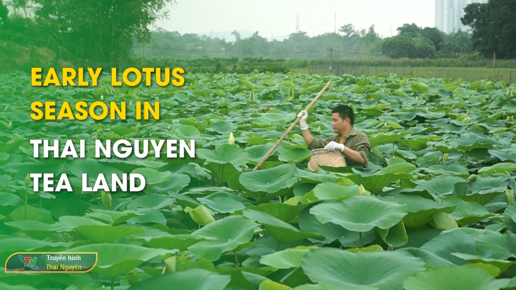 Early lotus season in Thai Nguyen tea land - Thai Nguyen New