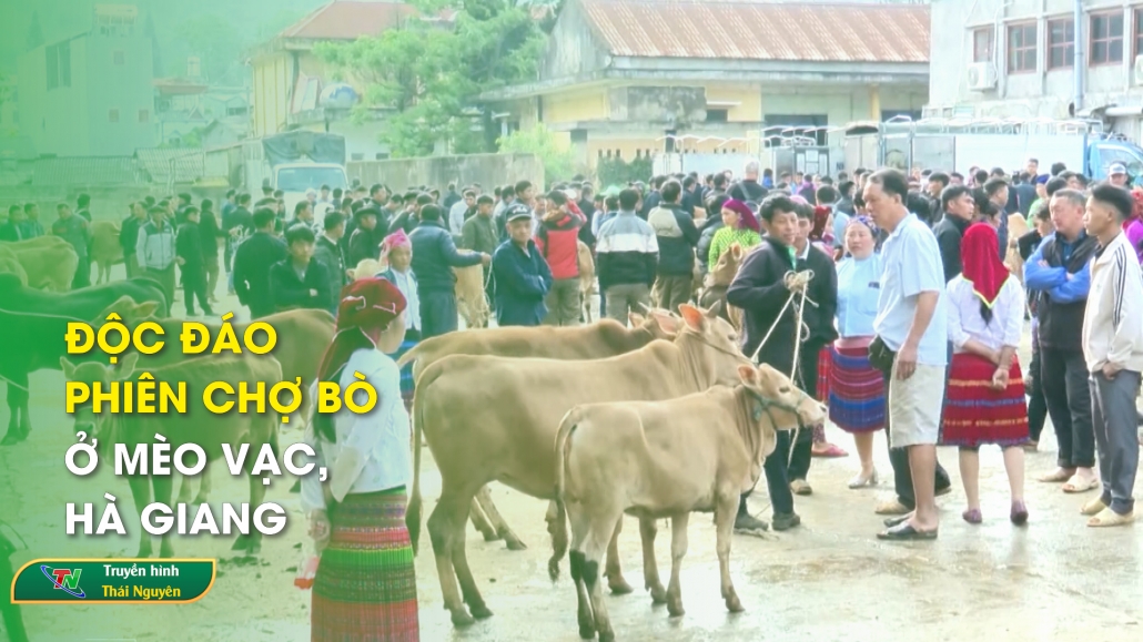 Độc đáo phiên chợ bò ở Mèo Vạc, Hà Giang | Bản tin Trong nước Quốc tế ngày 13/5/2024