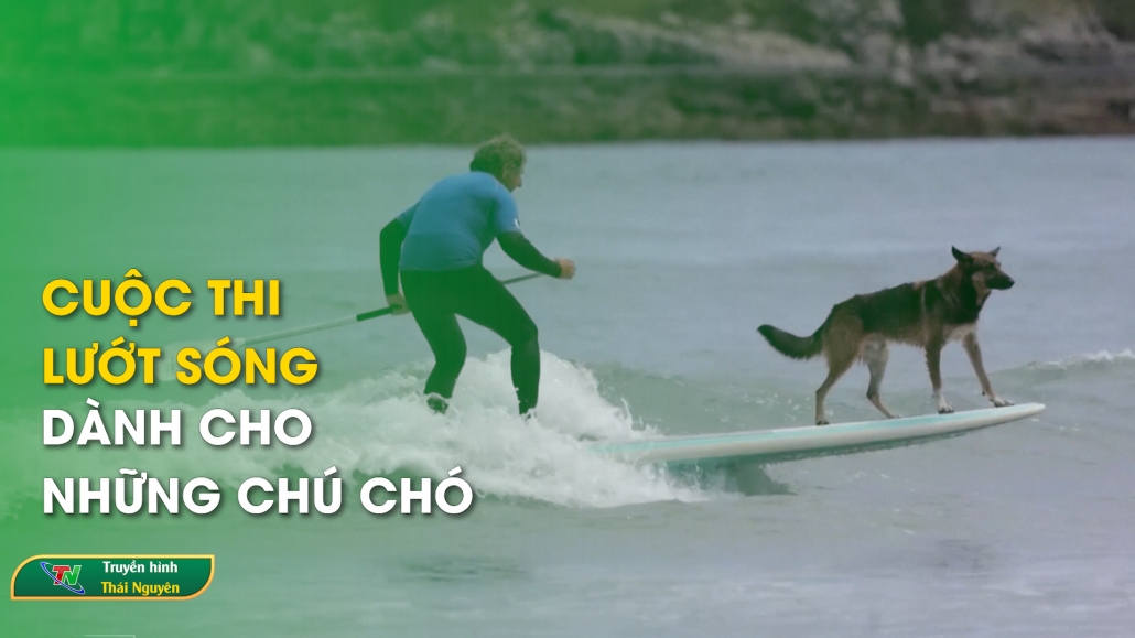 Cuộc thi lướt sóng dành cho những chú chó - Từ Thái Nguyên nhìn ra thế giới
