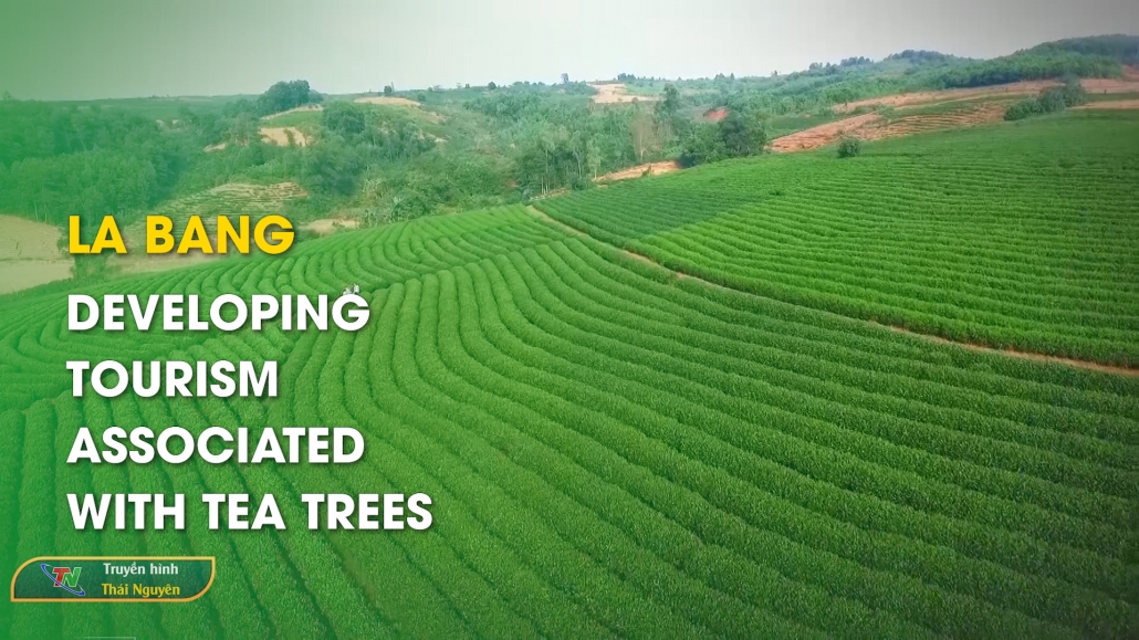 La Bang: Developing tourism associated with tea trees - Thai Nguyen News 6/6/2024
