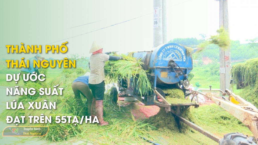 TP Thái Nguyên: Dự ước năng suất lúa xuân đạt trên 55tạ/ha